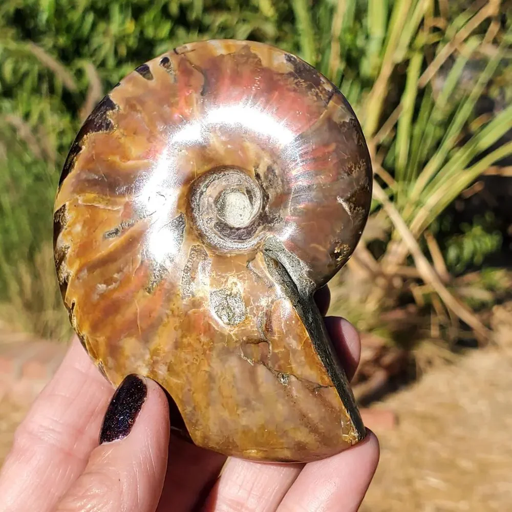 Ammonite Fossil Iridescent Rainbow Color Burst 164 Grams
